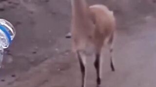 When an animal Thursty