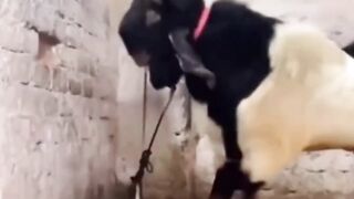 crazy goat ????