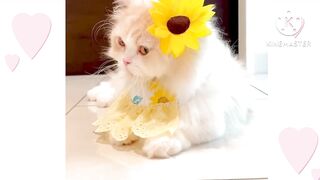 funny baby cat 2