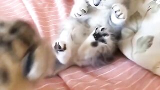 Cute Cats funny clips