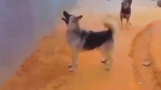 Funny Video.... Dog ????