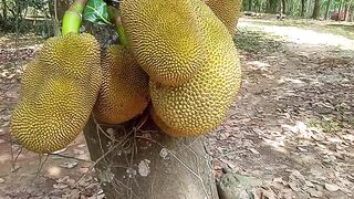 Jackfruit in our tree | Who likes to eat this fruit?