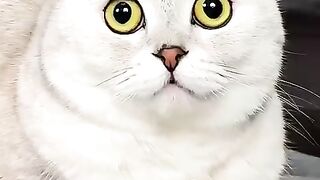 Cute cat videos 3