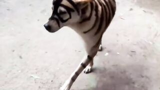 Funny dog....