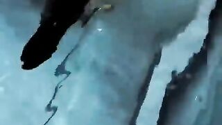 Arapaima feeding കൊടും ഭീകരനാണവൻ ???????? #viral #arapaimafish.