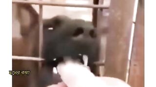 Funny Video/ Comedy