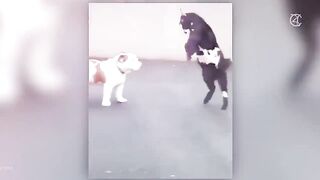পশুদের মজার কর্মকান্ড ক্যামেরায় ধরা পড়া | Funny Animals Video 2022