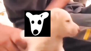 #dogs payment 20 August