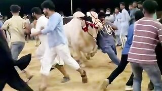 Best cut cow ????