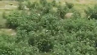 ভাইরাল খেলাধুলা এর ভিডিও