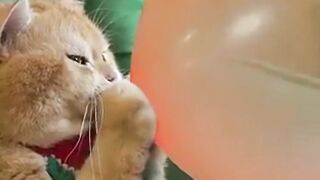 Cat funny video 2024