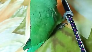 "Rosy: The Charming Parrot with a Heart of Gold"