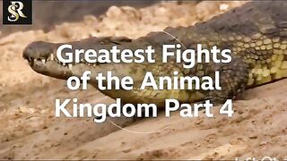 animals 2 2