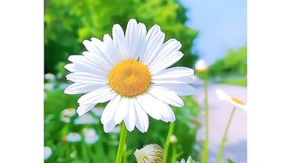 Flowers 29