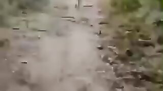 Funny dogs 24
