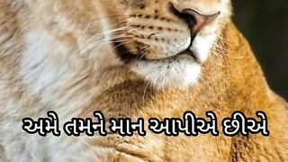 Lion lskjjjjjjjj