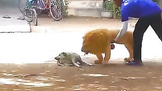 Frank_the_terrible_lion_with_the_dog#funny_#moment_