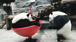 Adorable Pandas