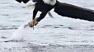 Eagles_grabs_huge_fish_by_the_head_and_flys_away._#wildlife_#bird_#birds