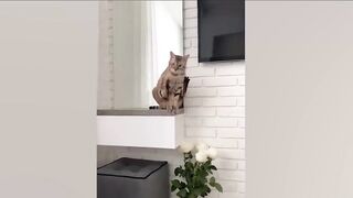 Funny cats..Life with cat isn't so bad????
