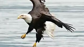 Insane_slow_motion_footage_of_an_eagle_swallowing_a_fish_whole_while_flying._#eagle