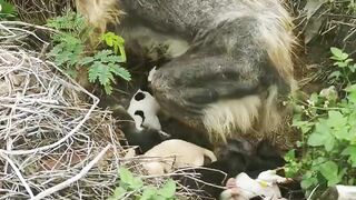 Homeless Dog and Her Child ????