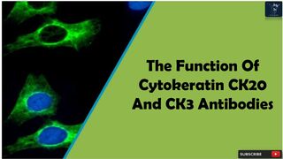 The Function Of Cytokeratin CK20 And CK3 Antibodies | Diagnostic Pathology Immunomarker Cytokeratin