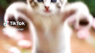 Cat ???????? Dance ????????