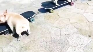 Dog ????️????️????️
