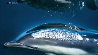 Long Beaked dolphins - super slow motion.