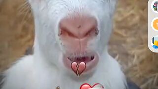 Funny video in the us kanti