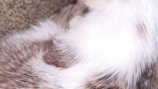 My pet 6