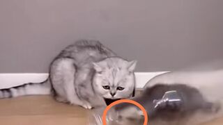 How funny videos