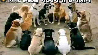 এই ডক পেমেন্ট দিয়া যা এই কুকুর পেমেন্ট দিয়া যা