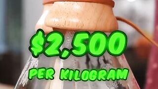 World's Most Expensive Coffee, funny video