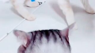 cat vs cat fight funny  #pet #cat