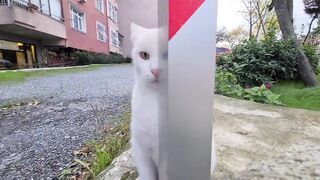 Angry White Cat Attacks my Camera and Slaps it #cat #pet #puppy