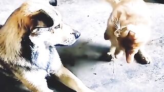 Dog And Cat Fight ????✨????