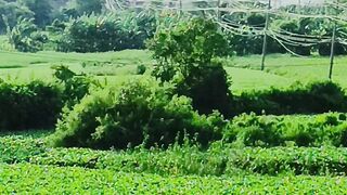 বৈষম্য বিরোধী ছাত্র আন্দোলনে পুড়ে ছাই দোকান পাট।