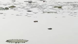মাছ ধরার অভিনব পদ্ধতি viral  _Amazing _fishing _ভাইরাল _Bangladesh