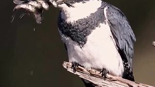 কারো রিজিক কেউ খেতে পারে না,ভিডিও দেখলে বুঝতে পারবেন।