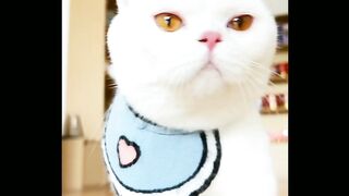 cat walking confidently!!!