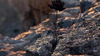 Beautiful view Natural Beauty