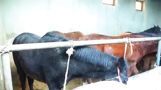 Horse meat for restaurants, cuts 20 horses per day