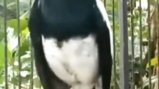 Celoteh burung kacer
