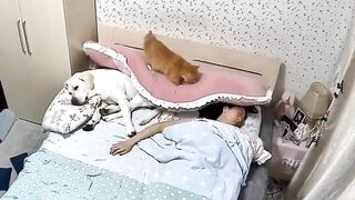 Differences between dogs, cats and humans