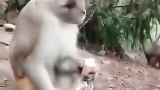 বানর যখন বাংলা পানি খাই????????