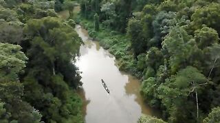 Amazon River 4k - Pink Dolphins In One Of The World’s Largest Rivers  Scenic Relaxation Film