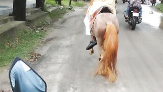 Horse Or Bike