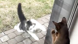 Cat fighting video. Very nice video.new video this year.
